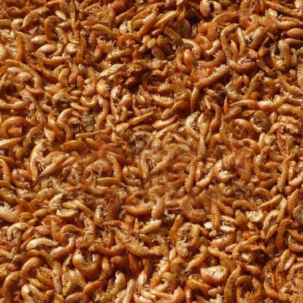 Tartuguex Gammarus limpo e calibrado