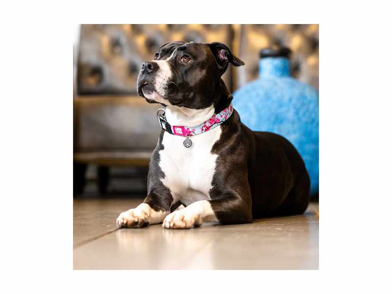 Max & Molly - Coleira Id Tag Cherry Bloom para cão - Image 2