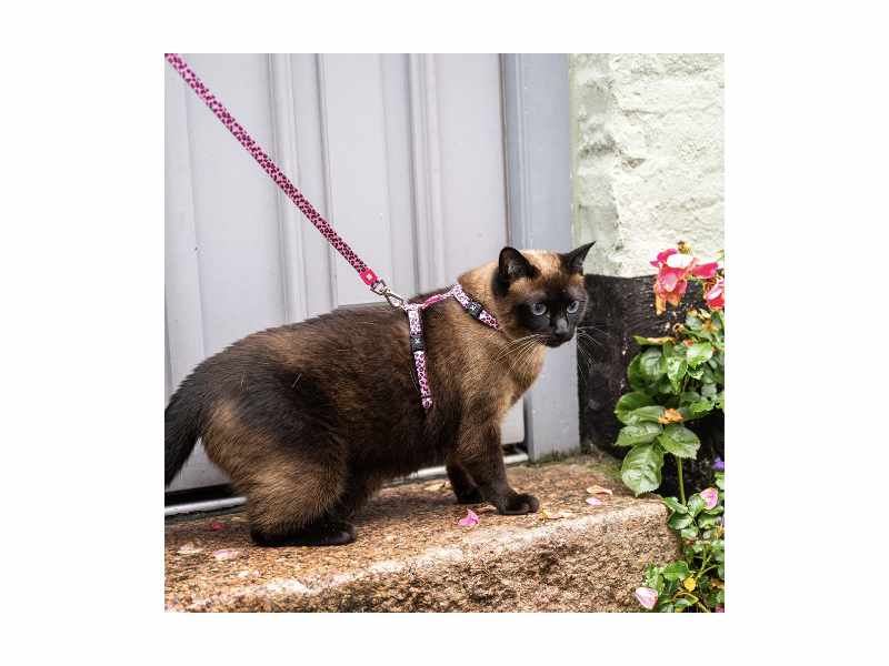 Max & Molly - Peitoral+Trela Leopard Pink para gato - Image 2