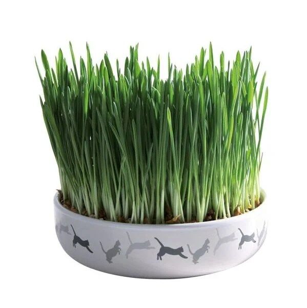 Gamela Ceramica Com Erva De Gato 15 Cm - 50g