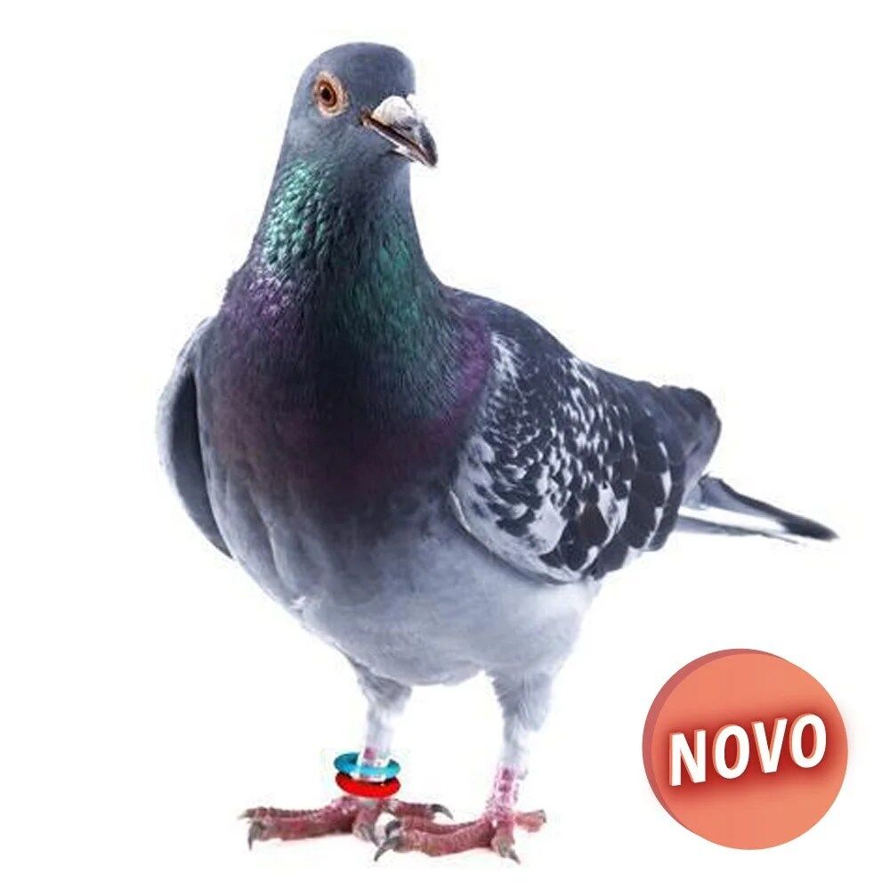 Anilhas elásticas para canários e exóticos - Image 3