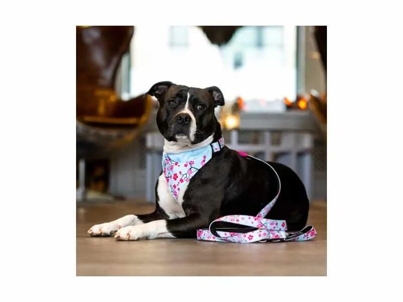 Max & Molly - Trela Multi Cherry Bloom - Image 2