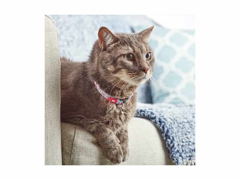 Max & Molly - Coleira Id Tag Cherry Bloom para gato - Image 2